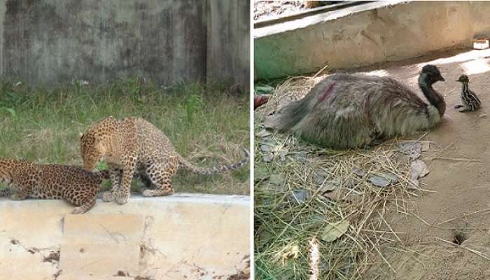 চিতাবাঘের শাবক থেকে এমুর ছানার জন্ম, লকডাউনে ঝাড়গ্রাম জুওলজিক্যাল পার্কে &#039;প্রেমের মাস&#039;