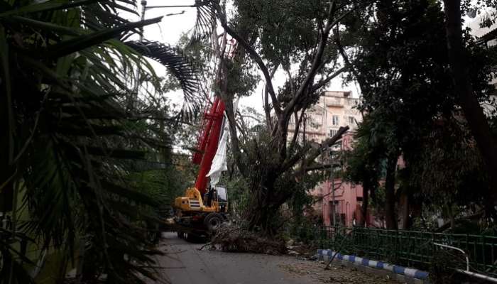 চোখের নিমেষে পড়ে থাকা গাছ কেটে সাফ &#039;দানব&#039; ক্রেনের, পরিষ্কার কলকাতার সব রাস্তা