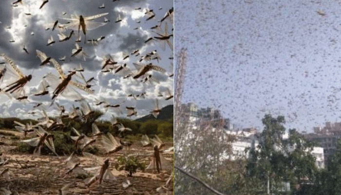 নতুন অশান্তি! ভারত—পাক সীমান্তে জন্মাতে পারে আট হাজার কোটি পঙ্গপাল