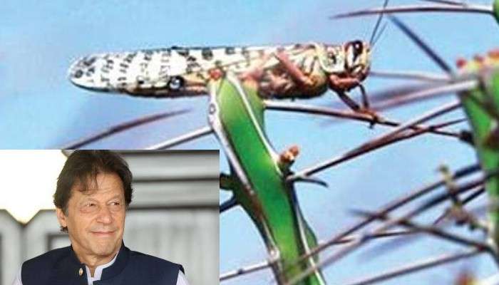পঙ্গপাল হতে পারে উপার্জনের নতুন রাস্তা! পাকিস্তানের জনগণকে আজব সমাধান দিলেন ইমরান খান