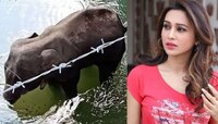 গর্ভবতী হাতিকে হত্যা,কেরলের মুখ্যমন্ত্রী ও কেন্দ্রীয় পরিবেশমন্ত্রীকে খোলা চিঠি মিমির