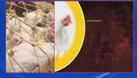হঠাত্ই হু-হু করে দাম বাড়ছে CHICKEN-এর, কেন ২৫০-৩০০ টাকা প্রতি কিলো দাম হল POULTRY-এর?
