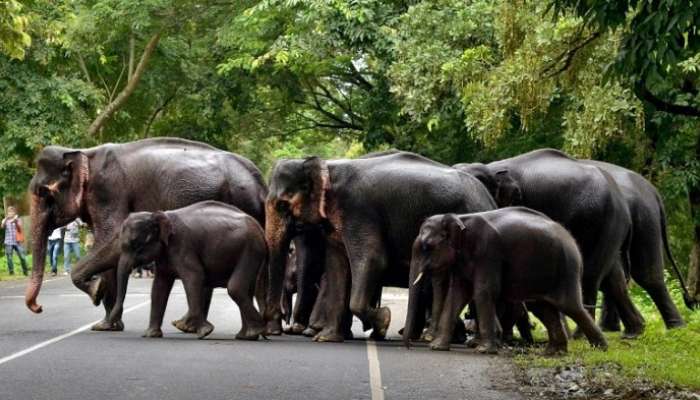 একসঙ্গে ২৬টি হাতির হানা, আতঙ্কে ত্রাহি ত্রাহি রব, ঘুম ছুটেছে বাসিন্দাদের