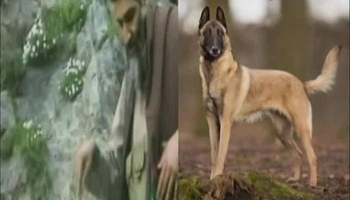 FOUR TRAINED BELGIAN MALINOIS TO KEEP THE FORESTS SAFE
