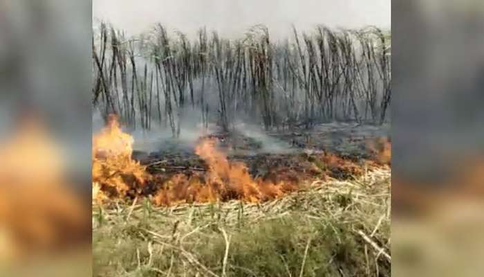 ৫ লক্ষ টাকার ক্ষতি! ২ একর আখের ক্ষেতে আগুন ধরিয়ে দিলেন এক চাষি