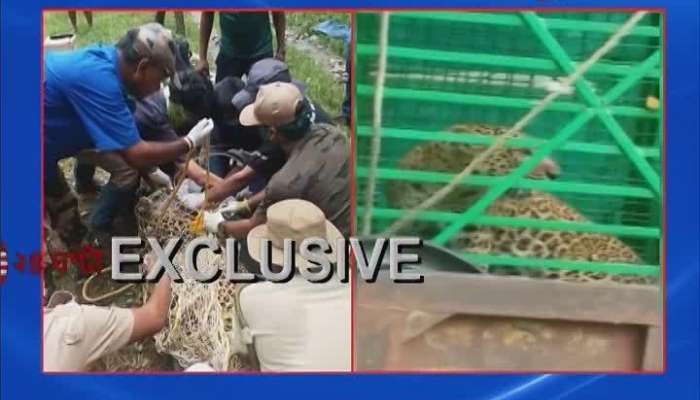 Rescued Leopard released at BUXA TIGER RESERVE after getting radio collared 