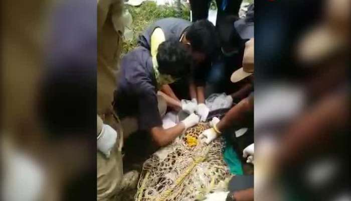 RESCUED LEOPARD RELEASED AT BUXA TIGER RESERVE AFTER RADIO COLLARING