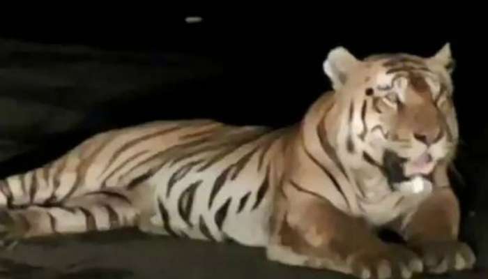 ভিডিয়ো: মধ্যপ্রদেশে জঙ্গল ছেড়ে ফ্লাইওভারে বাঘ, হুঙ্কারেই স্তব্ধ যান চলাচল 