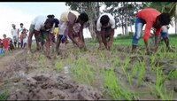রাস্তা না চাষের ক্ষেত বোঝা দায়, ধান রোপন করে প্রতিবাদ গ্রামবাসীর