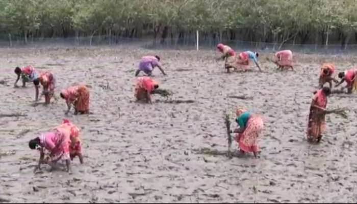  ভাঙন প্রতিরোধে ৫ কোটি ম্যানগ্রোভ লাগানোর কাজ শুরু হল সুন্দরবনে 