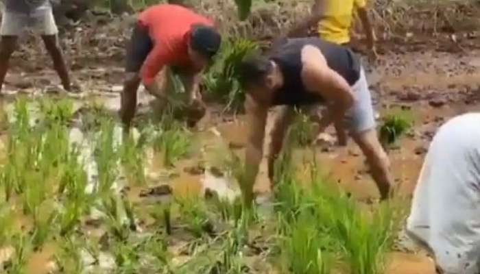 ধানের চারা রোপন থেকে ট্রাক্টর চালানো, মাঠে নেমে কৃষকের কাজ করছেন সলমন