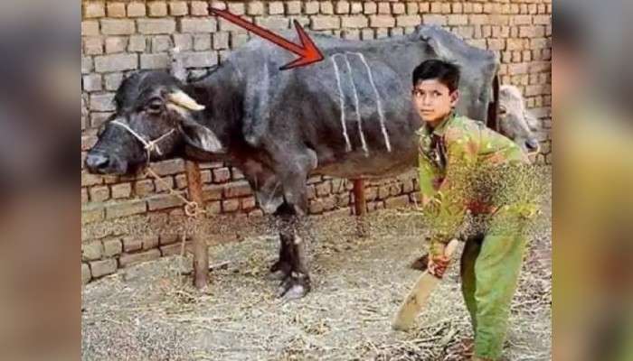 মোষের গায়ে উইকেট আঁকা! ''এখানে আজীবন ব্যাট করা যাবে!'' বলছেন পাকিস্তানের প্রাক্তন তারকা