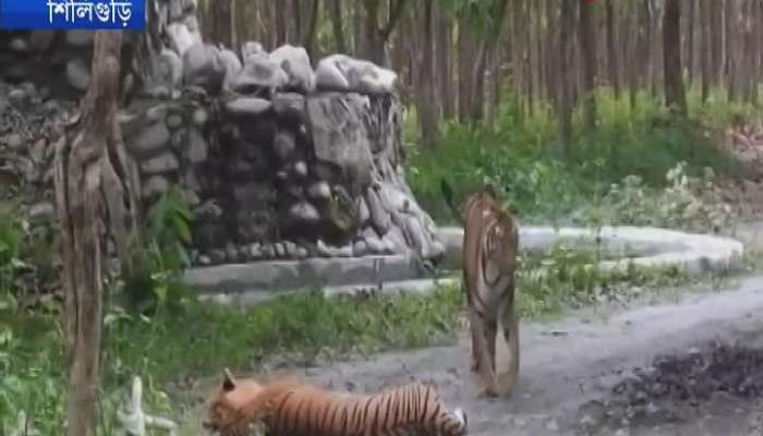 Bengal Safari tiger to give birth