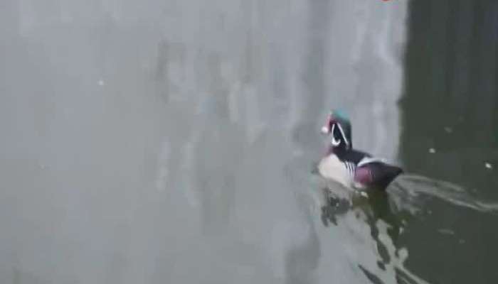 Rare sighting of Wood Duck in Bally draws attraction