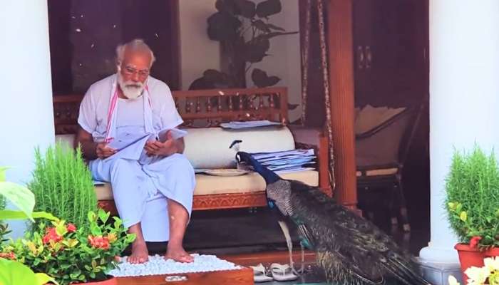  ময়ূরকে সঙ্গী করে 