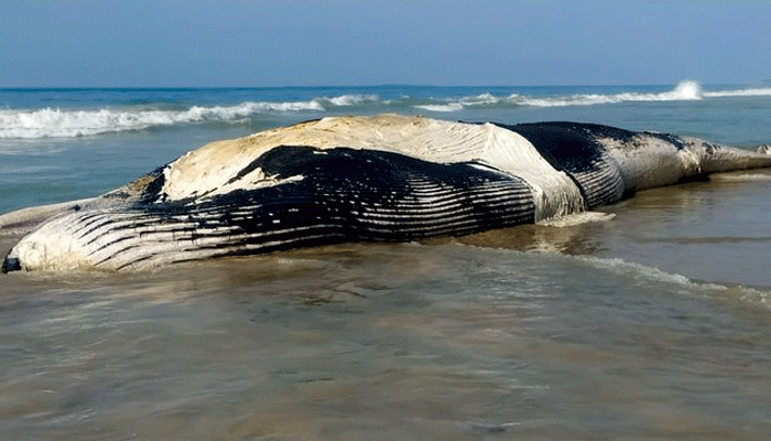 গত ৪ বছরে দেখা মিলেছিল মাত্র ৪টির, এমনই বিশাল এক হোয়েল শার্ক ভেসে এল সৈকতে