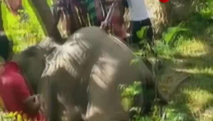 Elephant's death in Salboni, villagers concerned over repeated elephants in the area, Ranger took action