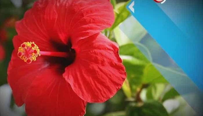 Offbeat24: Chinese hibiscus is helpful for health