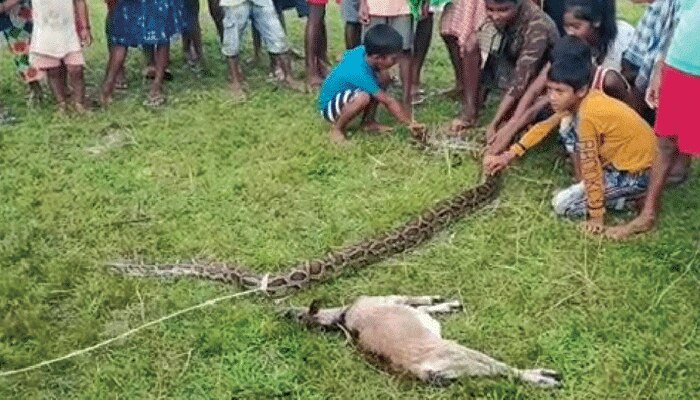 হাতেনাতে পাকড়াও; ছাগল মেরেছে অজগর, ঘাতককে দড়ি দিয়ে বেঁধে রাখল গ্রামবাসী