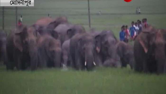 30-35 Elephants Enter in the Locality at Midnapore।