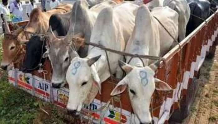 বাংলাদেশ থেকে দুবাই, গরু পাচারের ভাগ পৌঁছয় জঙ্গিদের কাছেও!   