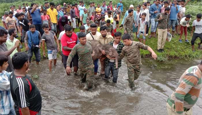 অনিচ্ছা সত্ত্বেও দলছুট হস্তিশাবক উদ্ধার বনকর্মীদের