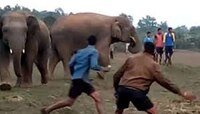 হাতির হামলায় ক্ষতিগ্রস্থরা পাচ্ছে না কোনও সরকারি সহায়তা অভিযোগ গ্রামবাসীর