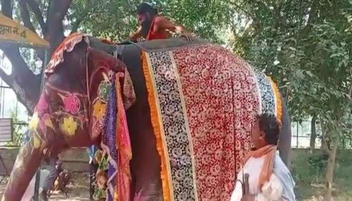 হাতির পিঠে চেপে যোগব্যায়াম করতে গিয়ে মহাবিপদ ঘটালেন রামদেব