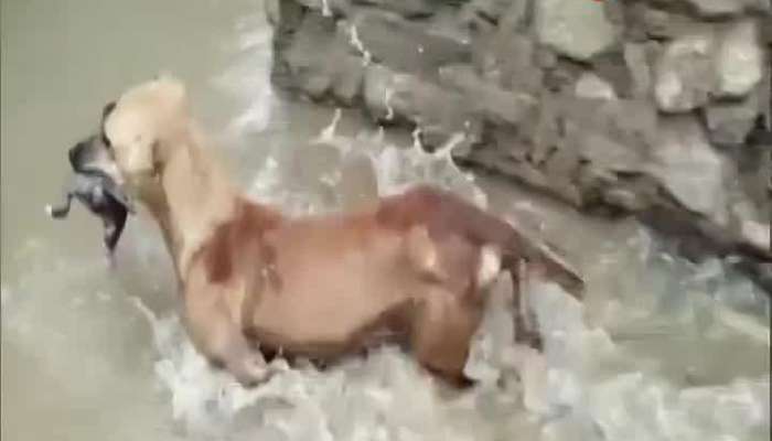 Mother dog saves puppy amidst flood situation, hyderabad video gone viral 