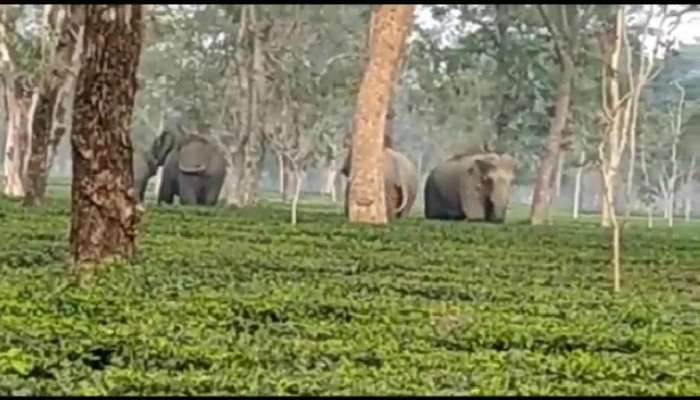 ভাঙল বাড়ি, দাপিয়ে বেড়াচ্ছে ৫০-৬০টি হাতি