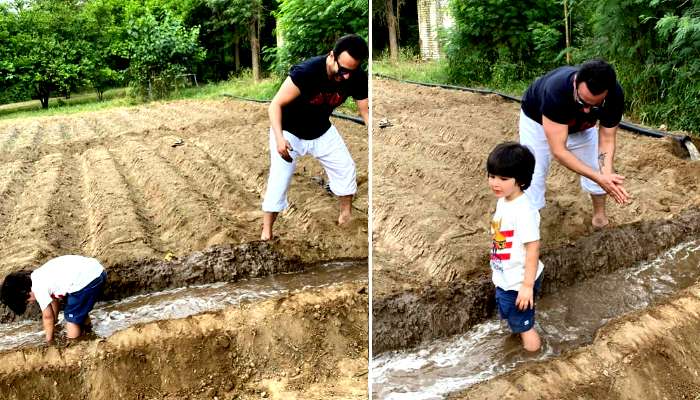 পতৌদি প্যালেস সংলগ্ন এলাকাতেই হচ্ছে চাষাবাদ, সেখানে কাদা মেখে খোশ মেজাজে তৈমুর