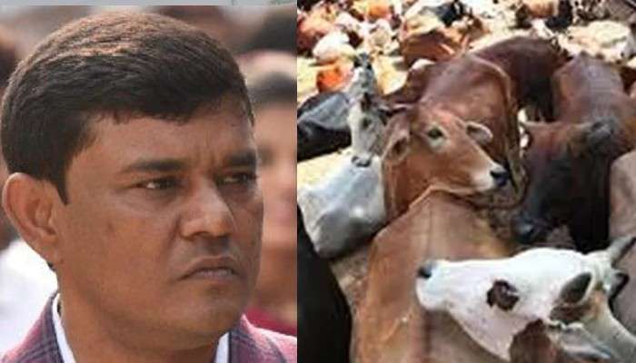  আদালতে আত্মসমর্পণ করল গরু পাচার কাণ্ডে মূল অভিযুক্ত এনামুল, হাজির সতীশ কুমারও
