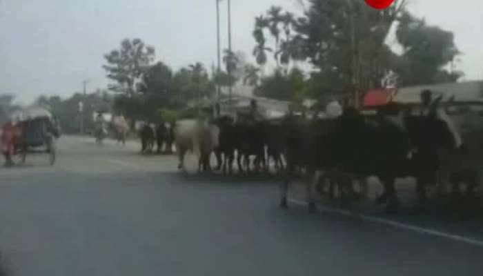 CBI Active in cow smuggling case, 4 BSF officers got notice