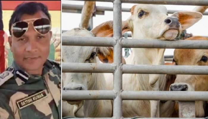 Cow Smuggling : শর্তসাপেক্ষে জামিন মঞ্জুর ধৃত BSF কম্যান্ড্যান্ট সতীশ কুমারের