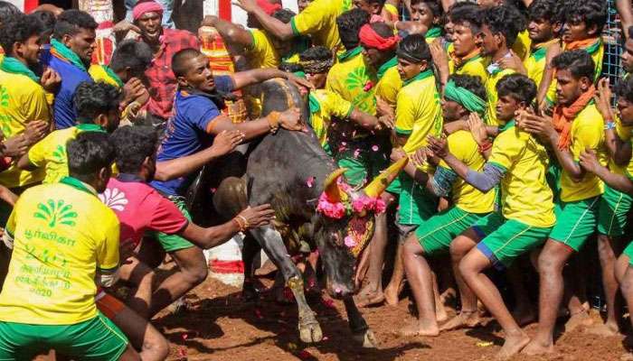 Jallikattu'তে সম্মতি Tamil Nadu সরকারের, আরোপ বিধিনিষেধ