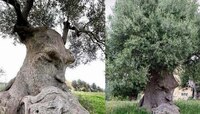 একেবারে মানুষের মতোই ভাবতে পারে এই গাছ (Tree), কীভাবে?