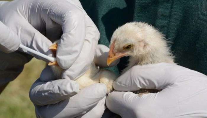 Bird Flu মানুষের জন্যও হতে পারে প্রাণঘাতী, শরীরের দেখা দেয় এইসব উপসর্গ Bird Flu মানুষের জন্যও হতে পারে প্রাণঘাতী, শরীরের দেখা দেয় এইসব উপসর্গ