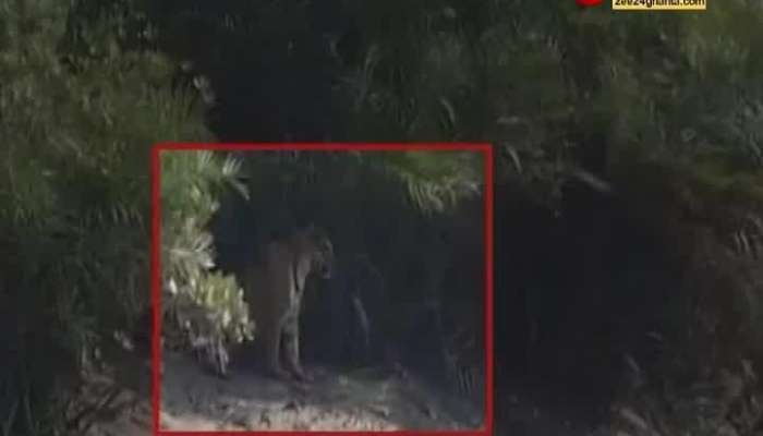 Royal Bengal Tiger spotted in different poses in Sunderbans