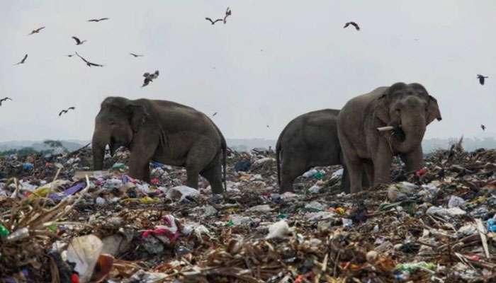 Viral Photo: আস্তাকুঁড়ে খাবার খুঁজছে হাতির দল, ছবি দেখে নেটিজেনদের চোখে জল