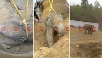 ভিডিয়ো : কুয়োর ভিতর হাতির বাচ্চা! মা-কে সরিয়ে কোনওমতে উদ্ধার করা হল সন্তানকে 
