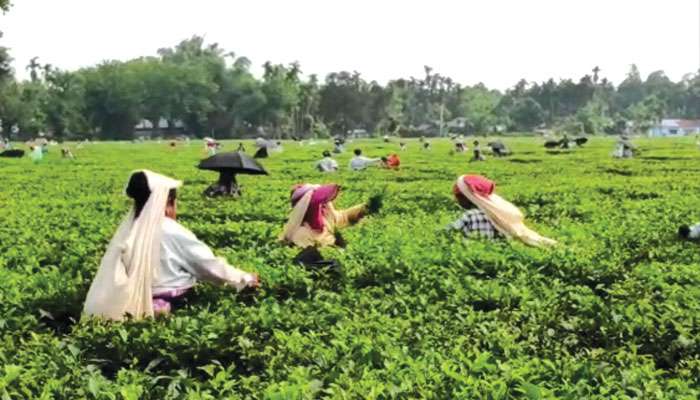 Bugdet 2021: Tea Garden Workers-দের কল্যাণে ১০০০ কোটি, মিশ্র প্রতিক্রিয়া ডুয়ার্সের শ্রমিক মহলে Bugdet 2021: Tea Garden Workers-দের কল্যাণে ১০০০ কোটি, মিশ্র প্রতিক্রিয়া ডুয়ার্সের শ্রমিক মহলে