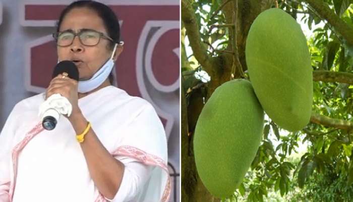 মালদার আম আদমির কাছে 'ফজলি আম-আমসত্ত্ব' আবদার মুখ্যমন্ত্রীর