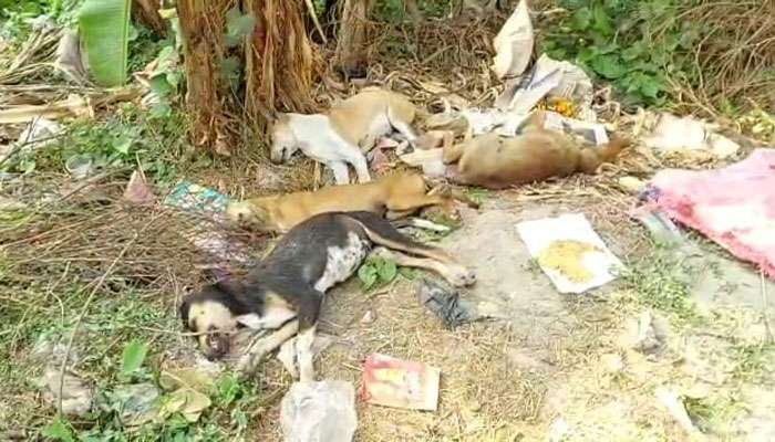 প্রসাদের খিচুড়িতে বিষ মিশিয়ে 'খুন' ১৫টি কুকুর ছানা