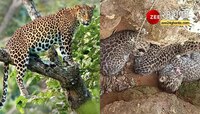 নালায় পড়ে বাঘের বাচ্চা, মা চিতা বাঘের ভয়ে কর্ডন ডুয়ার্সের গুরজংঝোড়া