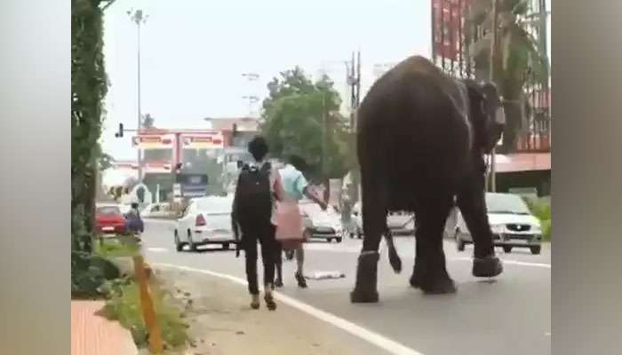 শিকলে বাঁধা এক হাতি মানুষকে শিখিয়ে গেল, মানবিকতা কাকে বলে! দেখুন Video