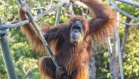 টিকা পেল Karen নামের Great Ape