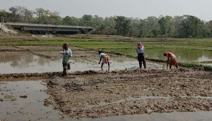 WB assembly election 2021: বাঁহাতি ক্যানেলের জল পেতেই ভোট ভুলে চাষবাসেই মত্ত কৃষকেরা 