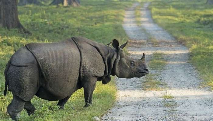 হঠাৎ করেই হাতের কাছে গণ্ডার, খুশি পর্যটকেরা