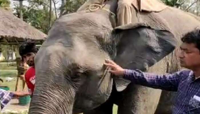 প্রকৃতিপাঠের শিবিরে হাতি 'দেখে' উচ্ছ্বসিত একদল দৃষ্টিহীন