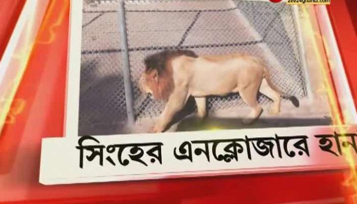 A man in a lion's cage climbed a tree, rescued injured, admitted to SSKM. Alipore Zoo